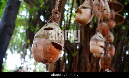 Un foyer sélectif d'une noix de coco sculptée dans une forme de visage humain accrochée à un arbre Banque D'Images