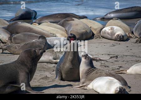 Éléphants de mer, San Simeon, Californie, États-Unis Banque D'Images