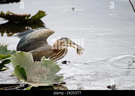Un héron vert juvénile avec un poisson dans son bec parmi les nénuphars au Piper Spit du parc régional de Burnaby Lake. Banque D'Images