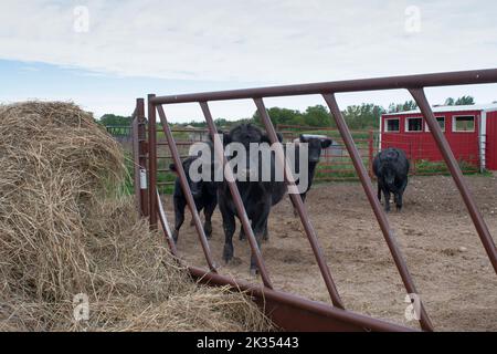 4 vaches debout dans un stylo d'alimentation Banque D'Images