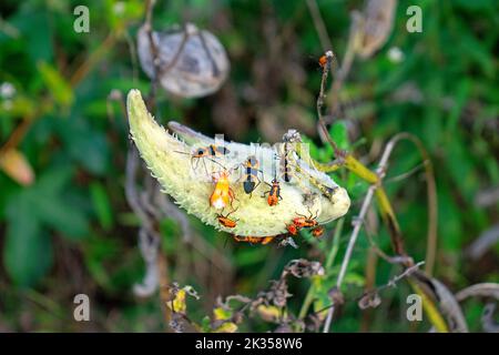 Insectes de mauvaises herbes qui se nourrissent de plantes de mauvaises herbes et de gousses de graines dans le parc de Davidson's Mill Pond, au sud du Brunswick, au New Jersey, aux États-Unis -03 Banque D'Images