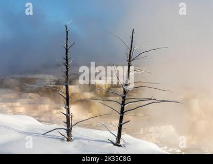 WY05082-00..... WYOMING - Misty Morning au sommet des terrasses inférieures de Mammoth Hot Springs, parc national de Yellowstone. Banque D'Images