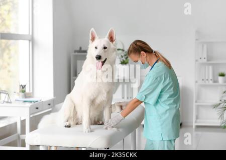 Paw de chien de bandage vétérinaire femelle en clinique Banque D'Images