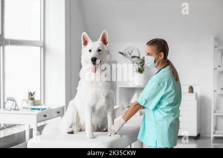 Paw de chien de bandage vétérinaire femelle en clinique Banque D'Images