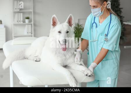 Paw de chien de bandage vétérinaire femelle en clinique Banque D'Images