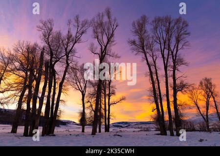 WY05083-00..... WYOMING - coucher de soleil avec des arbres de coton dans la vallée de Lamar, parc national de Yellowstone. Banque D'Images