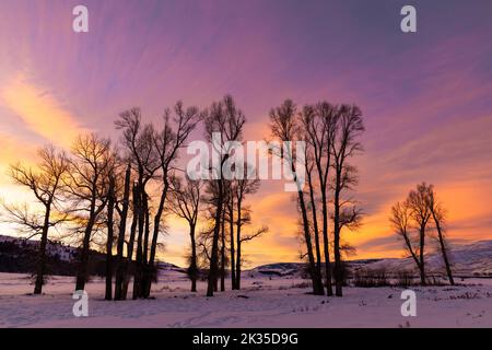 WY05084-00..... WYOMING - coucher de soleil avec des arbres de coton dans la vallée de Lamar, parc national de Yellowstone. Banque D'Images