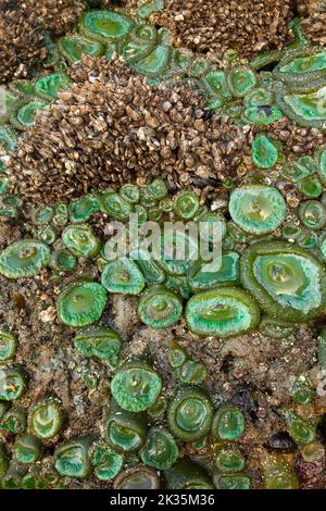 Anémone vert géant (Anthopleura xanthogrammica) avec des barnacles à col de cygne à second Beach, Parc national olympique, Washington Banque D'Images