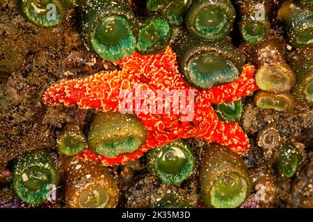 Étoiles de mer (Pisaster ochraceus) à second Beach, Parc national olympique, Washington Banque D'Images