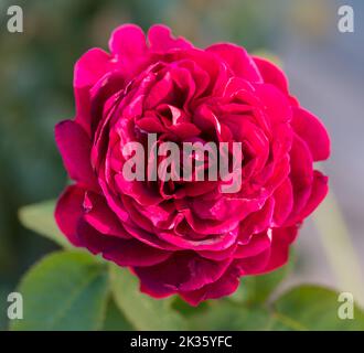 Braithwaite, Auscrim 'LD' Austin Rose, fransk ros (Rosa) Banque D'Images