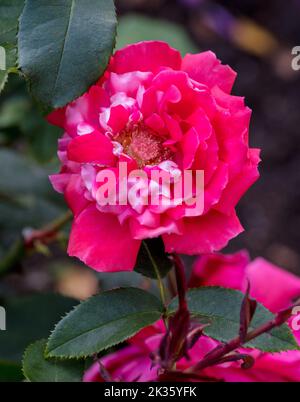 'Fragrant Cloud' Hybrid Tea Rose, Tehybridros (Rosa) Banque D'Images