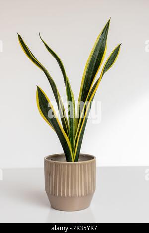 Sansevieria trifasciata Black Gold Extreme plante de serpent sur fond blanc isolé Banque D'Images