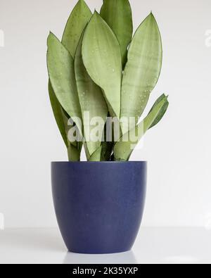 Sansevieria trifasciata plante de serpent Moonshine dans un pot isolé sur fond blanc Banque D'Images