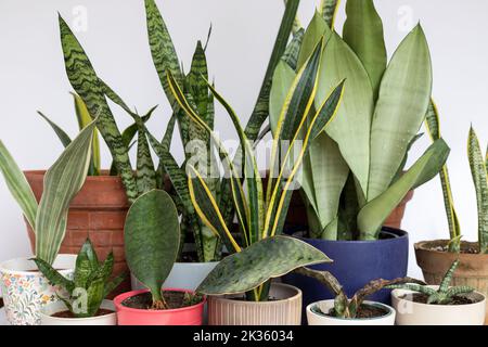 Différentes variétés de serpent plante dans un beau pot décoratif sur fond blanc isolé Banque D'Images