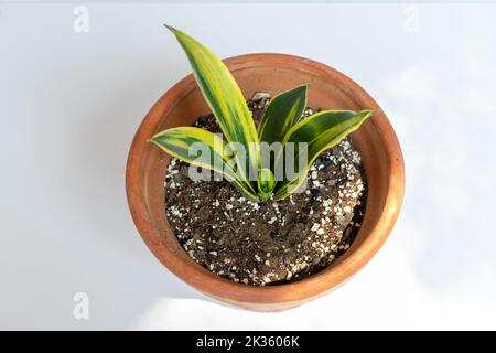 Sansevieria Hahnii snakeplant de poussière dorée sur fond blanc isolé vue de dessus Banque D'Images