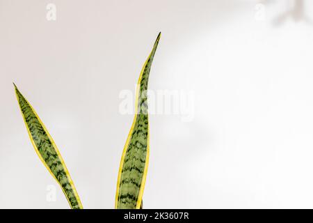 La plante de serpent Sansevieria trifasciata Laurentii laisse sur fond blanc isolé Banque D'Images