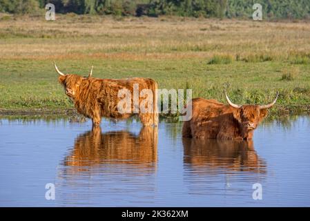 Deux vaches des Highlands, race écossaise de bétail rustique qui barbotent dans les eaux peu profondes de l'étang Banque D'Images