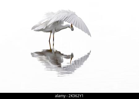 Grande aigrette blanche / aigrette commune (Ardea alba / Egretta alba) préentant les plumes dans les eaux peu profondes de l'étang Banque D'Images