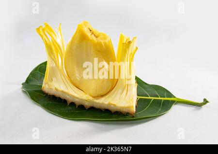 Un seul cœur de jackfruit affiché sur le départ de jackfruit sur fond blanc. Un fruit d'été populaire en Asie. Banque D'Images