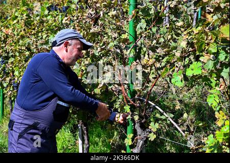 Homme mûr cueillant des raisins sur la vigne dans le vignoble Banque D'Images