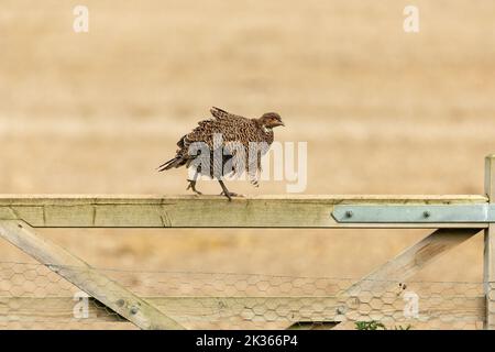 Faisan, Nom scientifique: Phasianus colchicus. Jeune poulte de Pheasant commun, ou à col en anneau, marchant le long du sommet d'une porte de ferme en bois. Vers la droite Banque D'Images