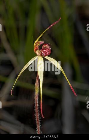 Caladenia oenochila var, St. Andrews Spiderman-Orchid à lèvres Banque D'Images