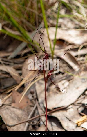 Acianthus caudatus, Orchidée d'éphémères Banque D'Images