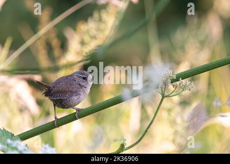 Wren [ Troglodytes troglodytes ] sur la tige de Hotweed dans le jardin sauvage Banque D'Images