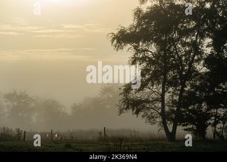 Brume matinale au-dessus d'un pâturage entre les arbres et un hegde scintille à la lumière du matin Banque D'Images