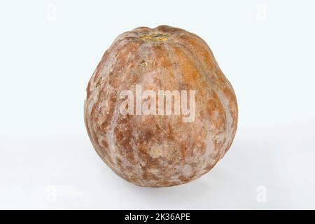citrouille sauvage sur fond blanc. Banque D'Images