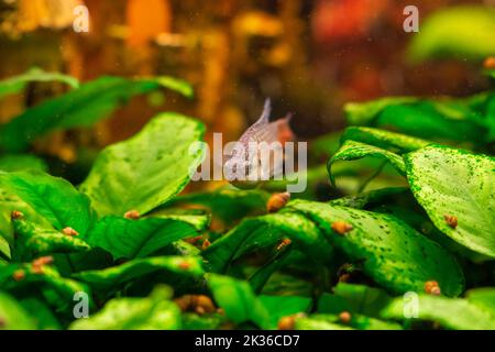 Paradis poisson ou gourami dans l'aquarium d'eau douce à la maison Banque D'Images