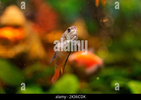 Paradis poisson ou gourami dans l'aquarium d'eau douce à la maison Banque D'Images