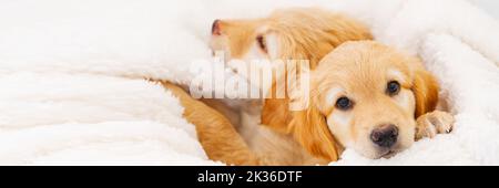 Mignon petit chiot Blonde allongé sur une couverture blanche. C'est une race de Hovawart élevés en Allemagne comme chien de garde. Banque D'Images