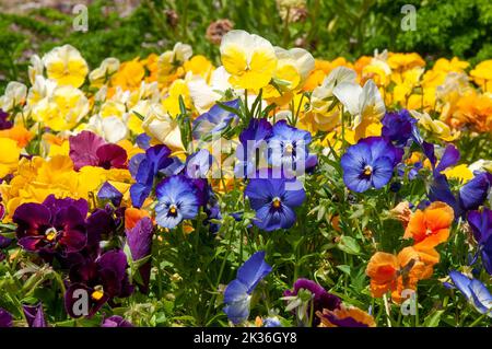 Sydney Australie, lit fleuri de pansies lumineuses par une journée ensoleillée Banque D'Images