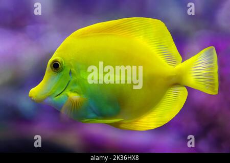 Poisson tropical coloré de couleur jaune, nageant détendu dans le réservoir à poissons. Banque D'Images