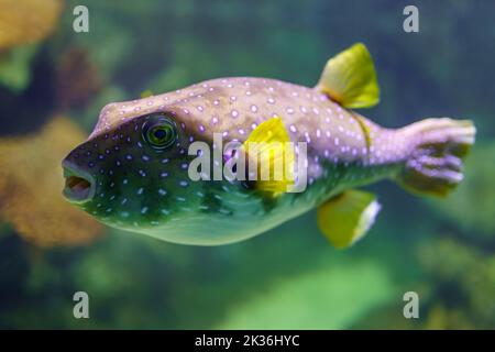 Puffer poisson avant gonfler et nager tranquillement dans l'eau de mer. Banque D'Images