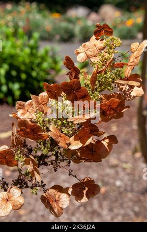 Sydney Australie, tête de fleur brune d'une hortensia à feuilles d'oakleaf au soleil Banque D'Images