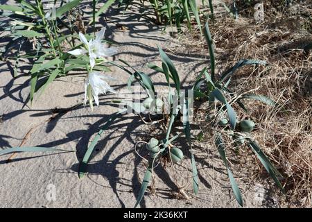 Palinuro - Giglio di Mare sulla Spiaggia le Saline Banque D'Images