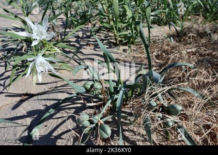 Palinuro - Giglio di Mare sulle dune della Spiaggia le Saline Banque D'Images