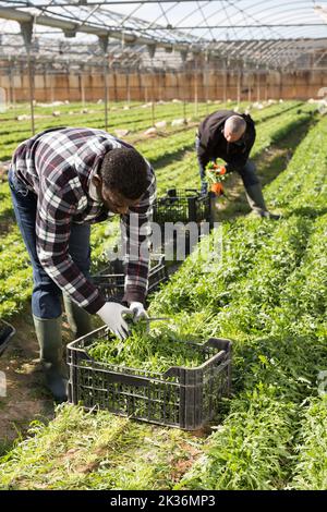 Agriculteur afro-américain récoltant des arugula Banque D'Images