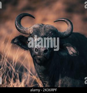 Cape Buffalo, syncerus caffer, dans les prairies de la Masai Mara, Kenya. Image filtrée avec tons chauds d'automne. Banque D'Images