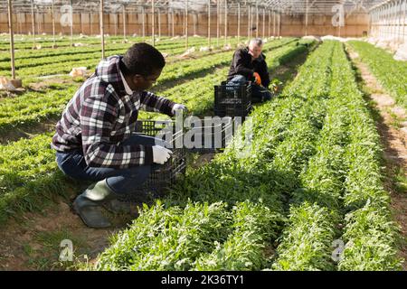 Afro-américain mâle pendant la récolte de l'arugula dans la serre Banque D'Images