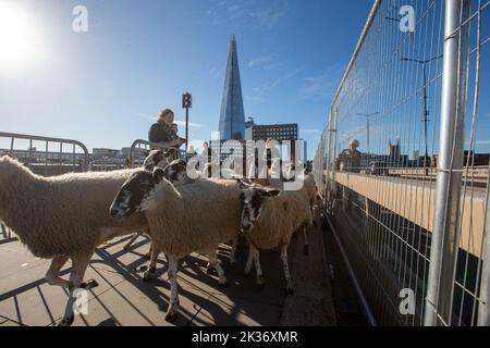 Londres, Angleterre, Royaume-Uni. 25th septembre 2022. La traditionnelle conduite de moutons a eu lieu sur le London Bridge. (Image de crédit : © Tayfun Salci/ZUMA Press Wire) Banque D'Images