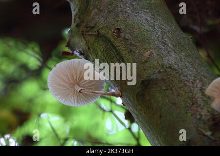 Champignons de Marasmiaceae poussant sur un arbre, forêt de Hamsterly, comté de Durham, Angleterre. Banque D'Images