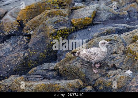 Un jeune Goéland argenté européen (Larus argentatus) dans le premier plumage hivernal se tenant sur des rochers près du bord de mer de Cornwall Banque D'Images