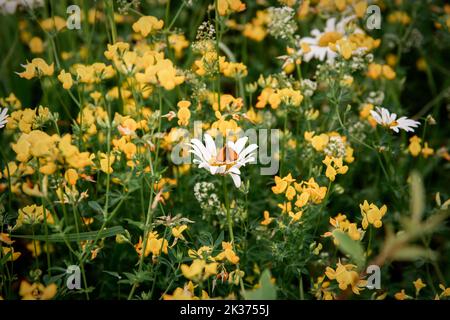 papillon orange assis sur la camomille dans les hors-d'été Banque D'Images