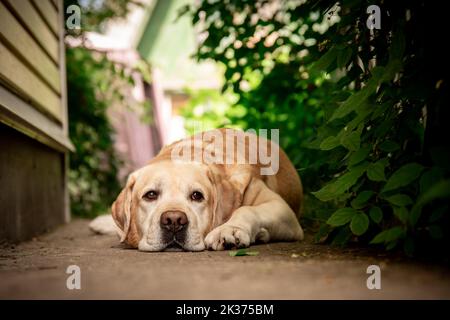 Mignon fauve Labrador se trouve sur un chemin dans le jardin Banque D'Images