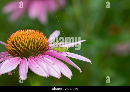 Common Meadow Katydide nymphe sur coneflower violet. La conservation des insectes et de la faune, la préservation de l'habitat et le concept de jardin de fleurs d'arrière-cour. Banque D'Images