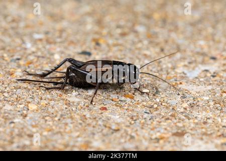 Gros plan sur Field Cricket. Concept de lutte antiparasitaire, de conservation des insectes et de la nature. Banque D'Images