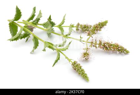 Mentha longifolia, également connue sous le nom de menthe de cheval, menthe de remplissage ou de Saint-Jean. Isolé sur fond blanc Banque D'Images